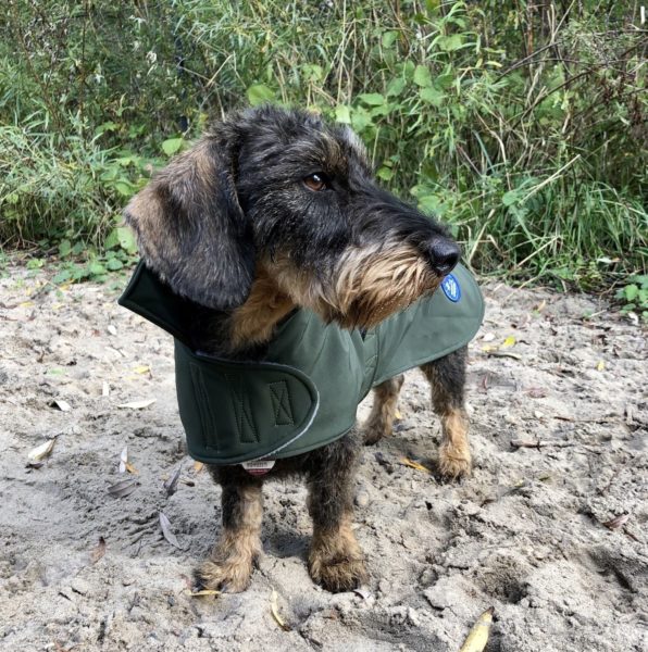 Teckel Iko in een groene trenchcoat