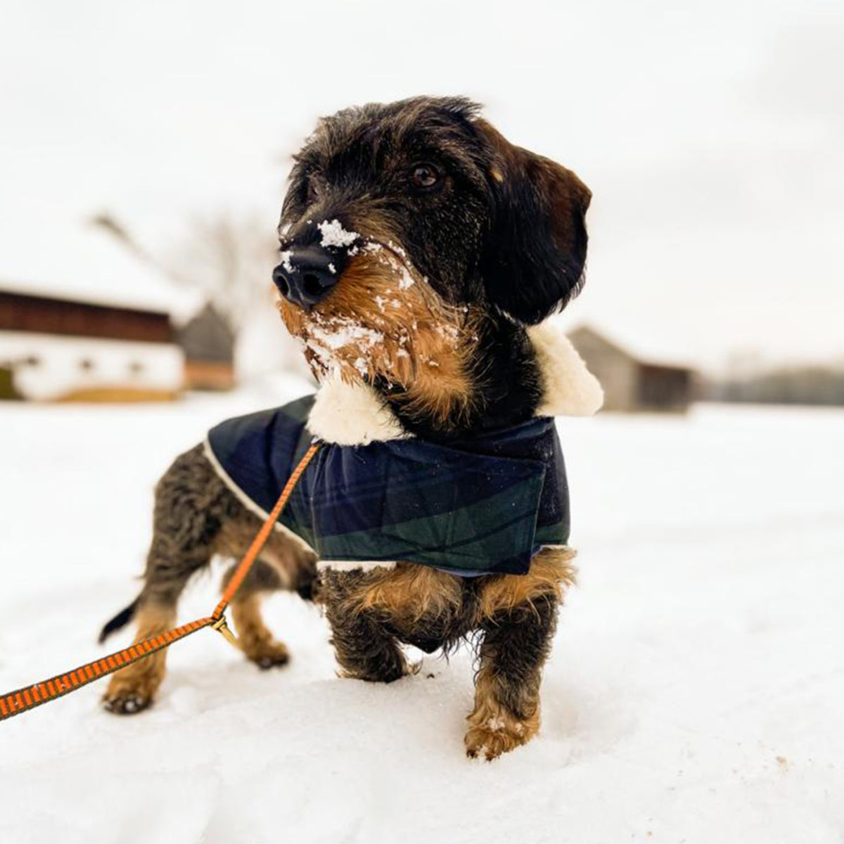 Ruwharige teckel Iggi in de Tartan Winterparka @iggi_vom_schwindauer_land_