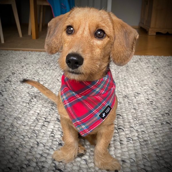 Watson in the plaid dog bandana