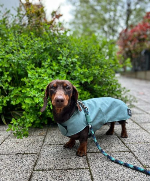 Regenjas voor honden met geïntegreerd hondentuig