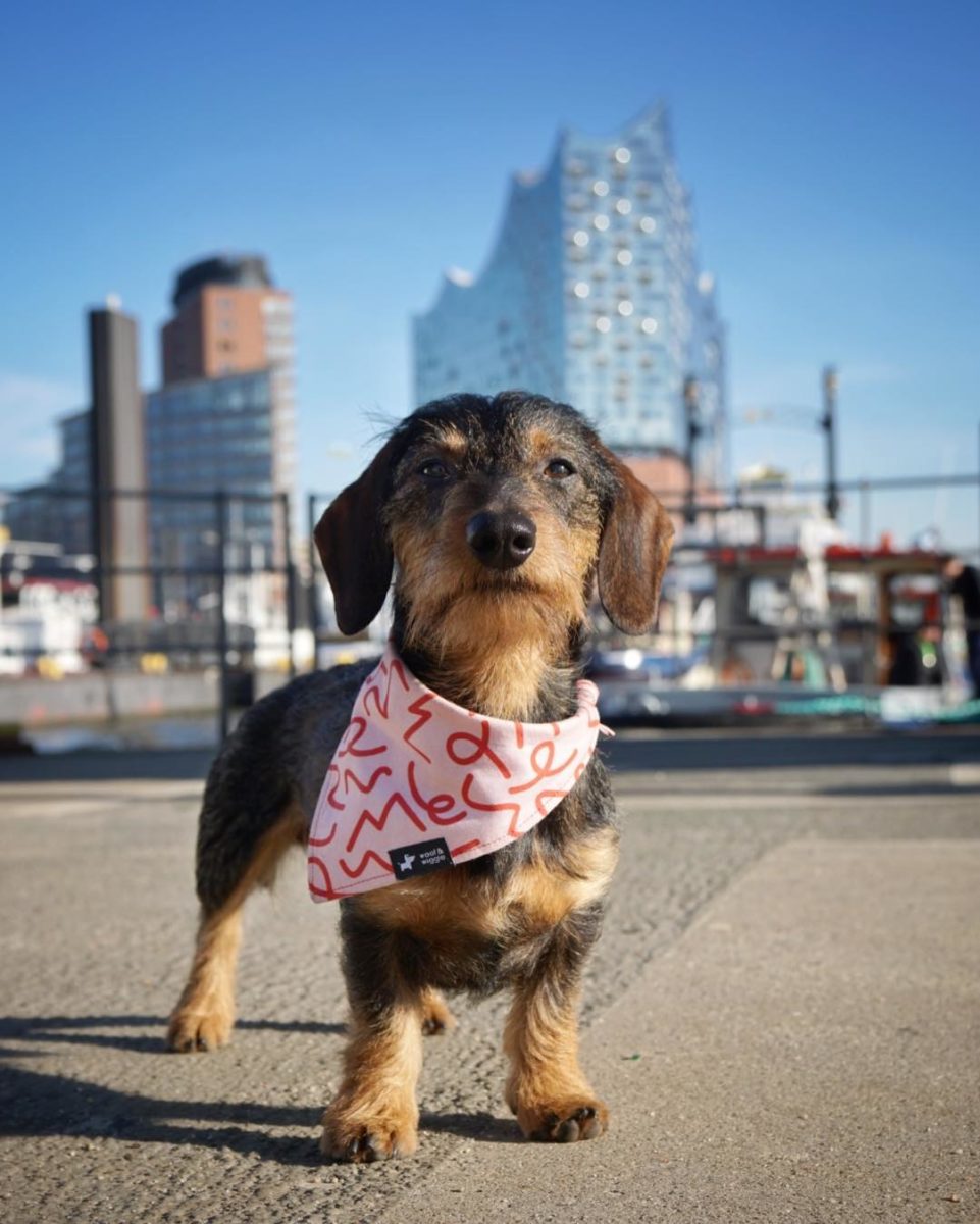 Wirehaired dachshund Bruno with his bandana "Barcelona" in front of Hamburgs of the Elb Philharmonic Orchestra building
