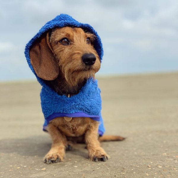 Wirehaired dachshund Ruby at the beach in her blue drying poncho