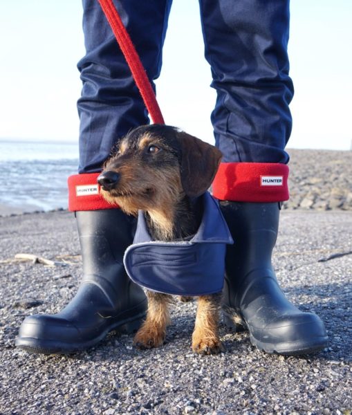 Dachshund Bruno in his blue trenchcoat