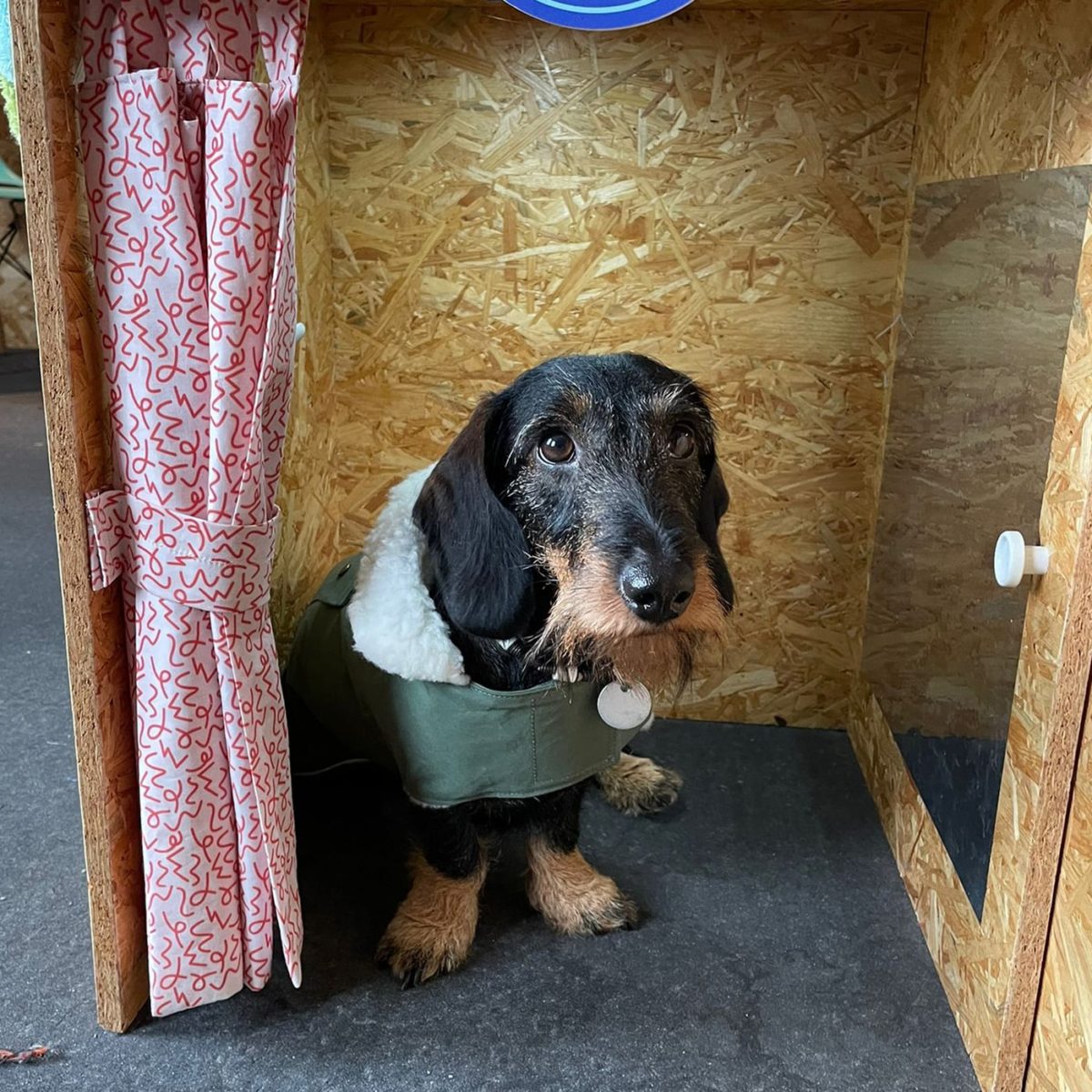 Parka Hundemantel in grün - Detailansicht