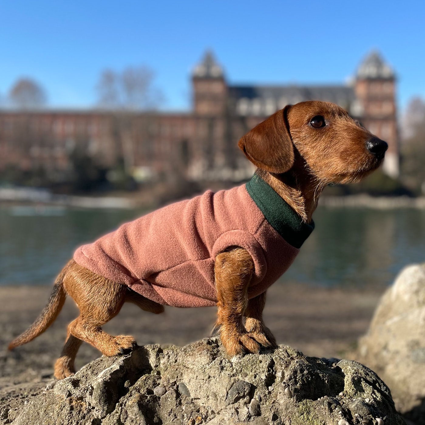 Onvoorziene omstandigheden intellectueel Rose kleur Hondensweater - op maat gemaakt van Polartec® fleece - woof & wiggle