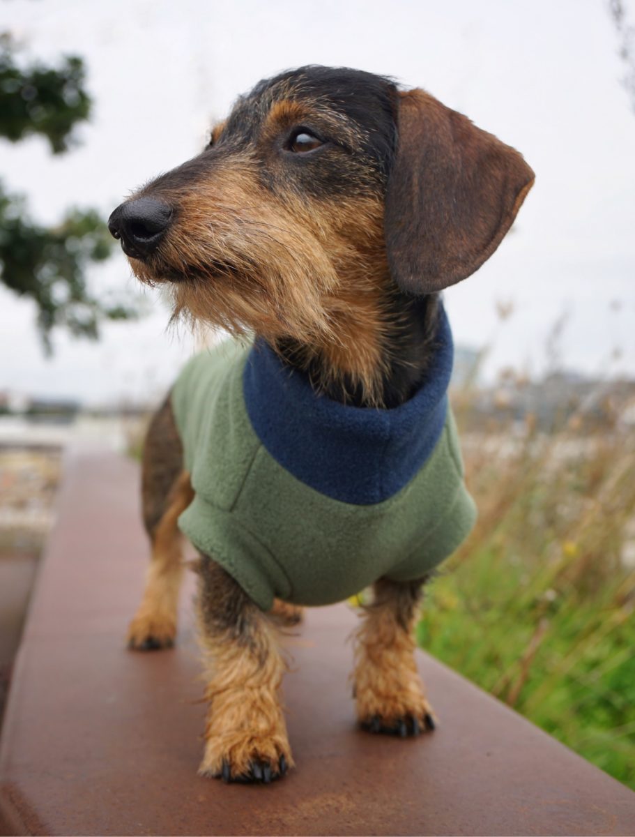 Dachshund Bruno in his tailor-made fleece jumper in green and navy
