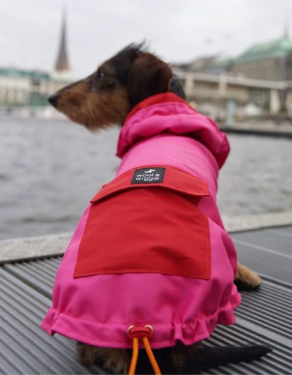 Bassotto Brunoa in una giacca da pioggia rosa e rossa