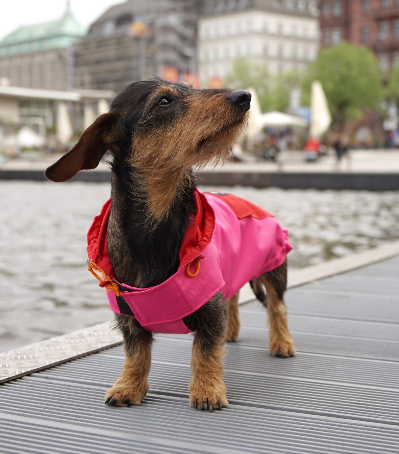 Front view of dachshund Bruno at the Alster in a pink and red rain anorak