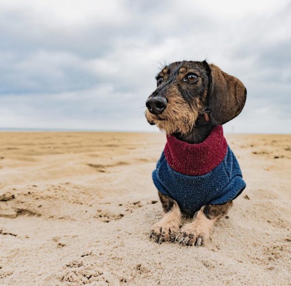 Dachshund Henry in his custom tailored jumper in navy and bordeaux