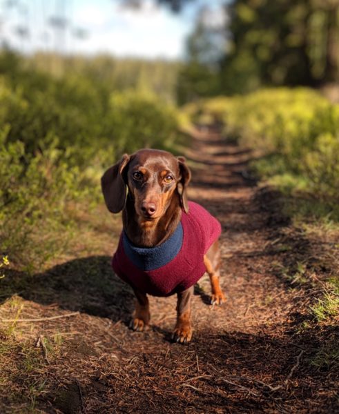 Dachshund Ida in her tailor-made fleece jumper in bordeaux and grey