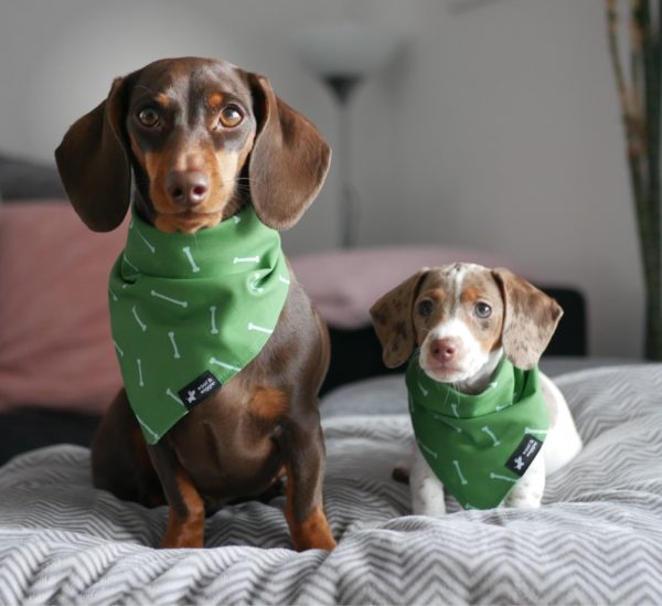 Hondensjaal groen met botmotief