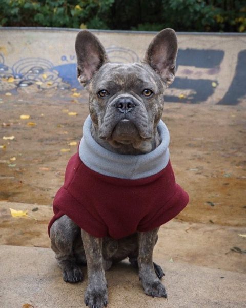 Frenchie Karl in un maglione sartoriale grigio bordeaux