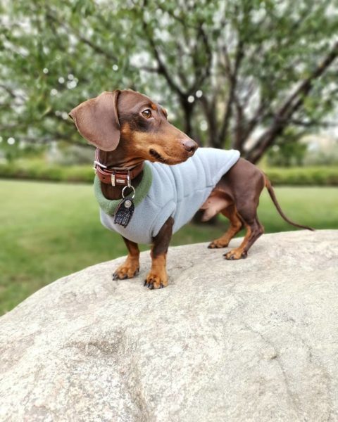 Il bassotto marrone a pelo corto Lucky in un maglione per cani su misura in grigio-verde