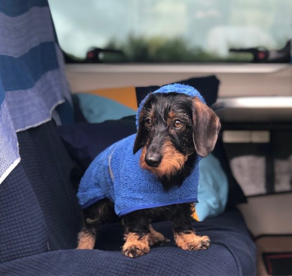 Dachshund Mikkel in his drying poncho
