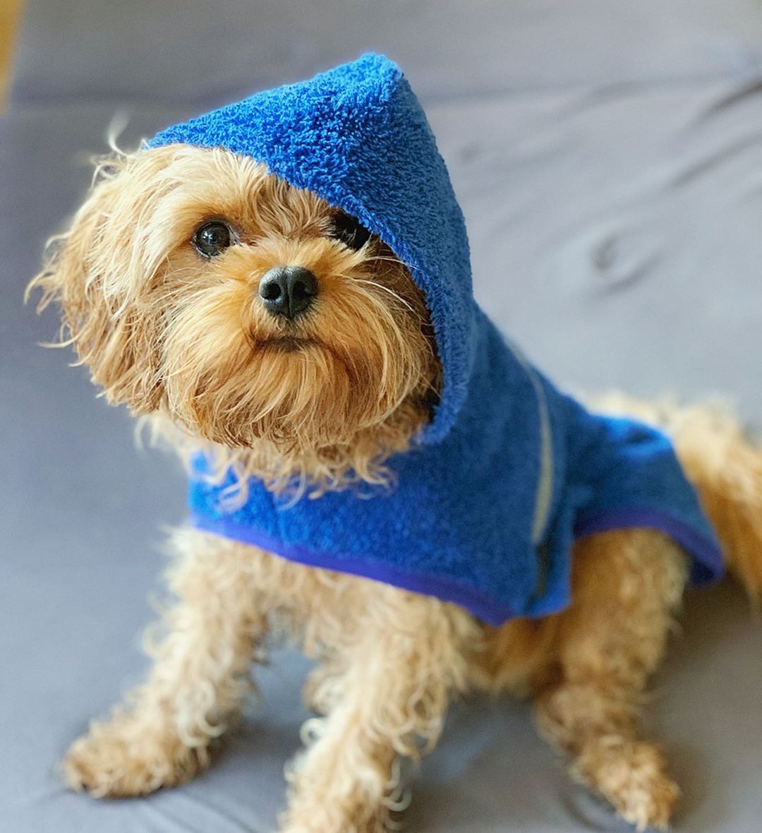 Cavapoo Monty in his blue drying poncho
