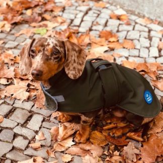 Dachshund Pina in her green trenchcoat