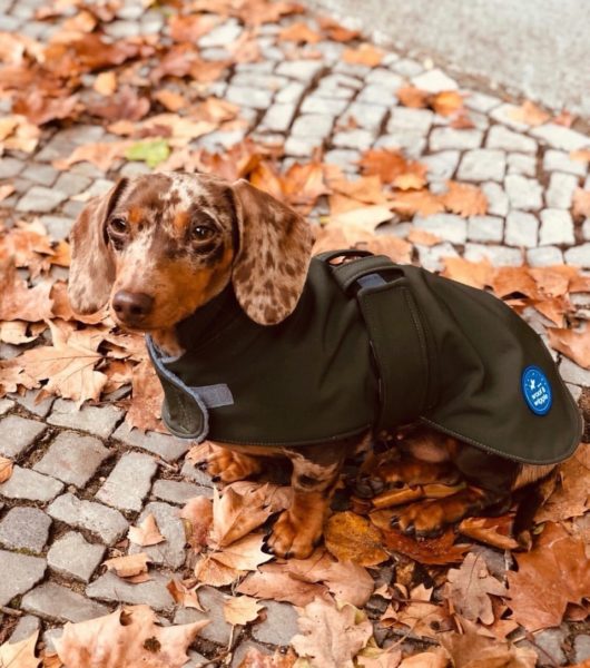 Dachshund Pina in her green trenchcoat