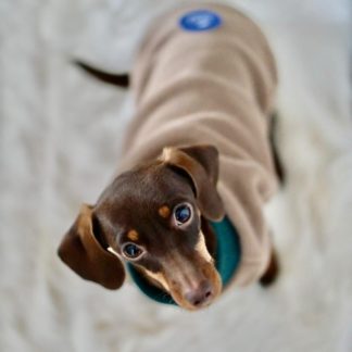 Mini coniglio bassotto Wilhelmina in un maglione in pile