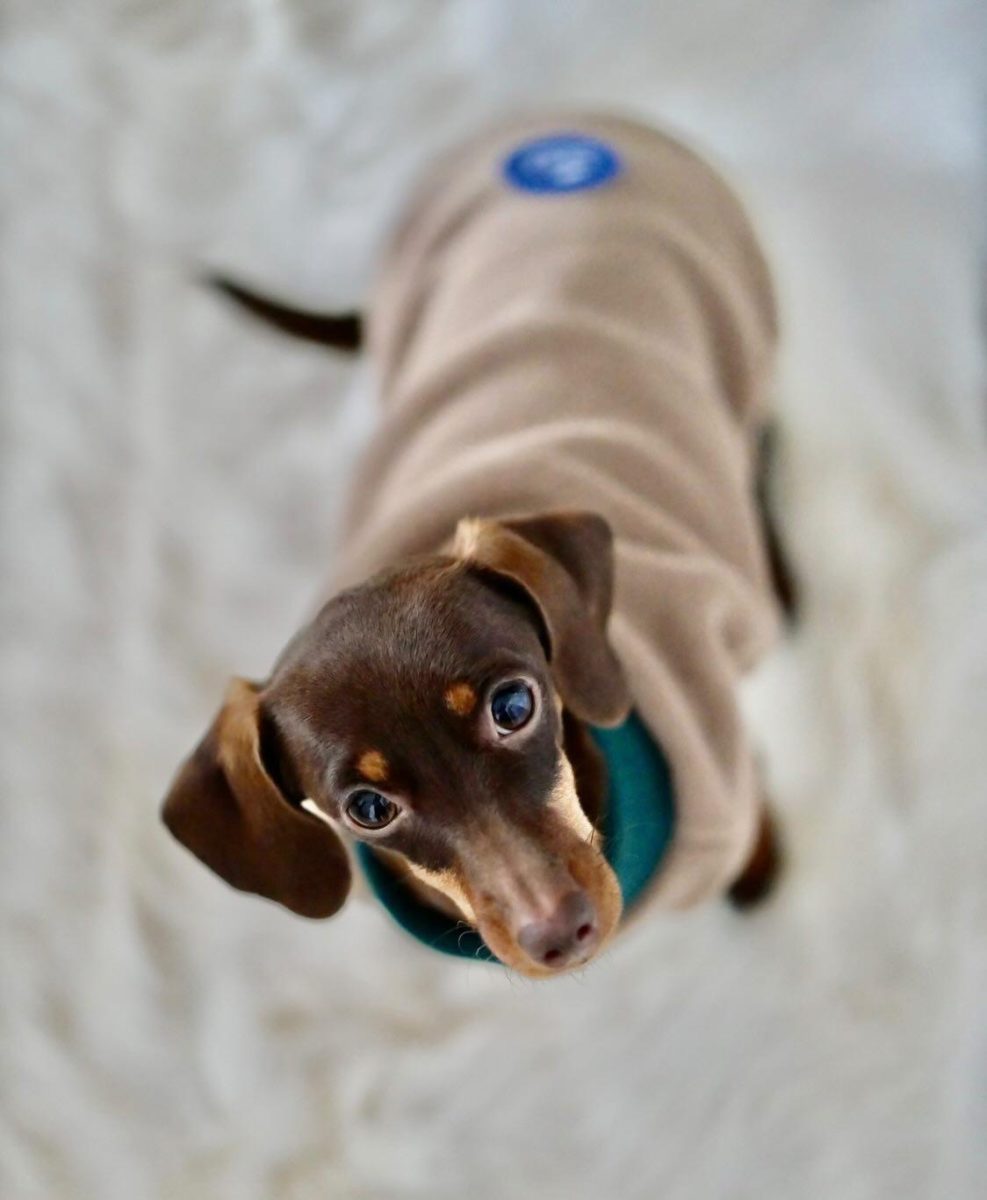Mini rabbit dachshund Wilhelmina in a fleece sweater