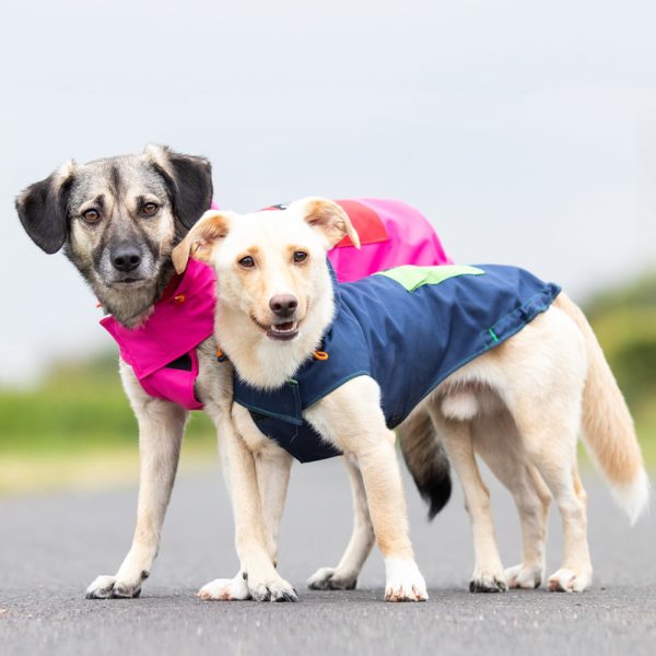 Zwei Mischlingshunde in der Regenjacke