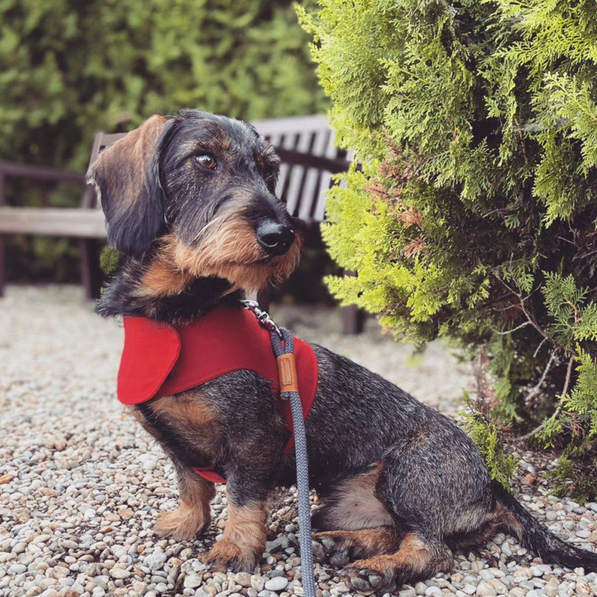 Wire-haired dachshund Iggi in the harness vest @iggi_vom_schwadauer_land