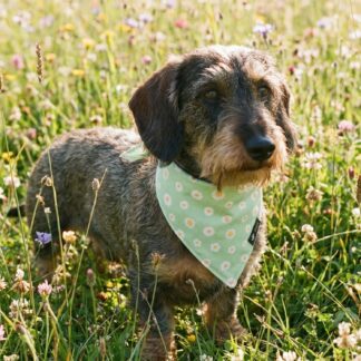 Hundehalstuch Bandana Daisy Blümchen