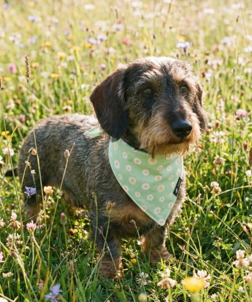 Hundehalstuch Bandana Daisy Blümchen