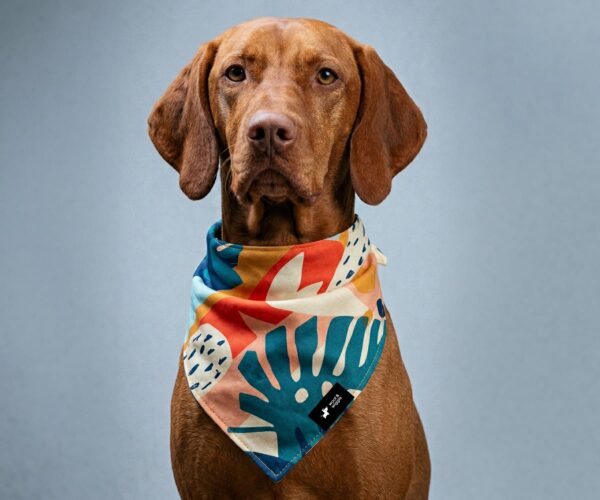 Produktbild Hundehalstuch von woof & wiggle