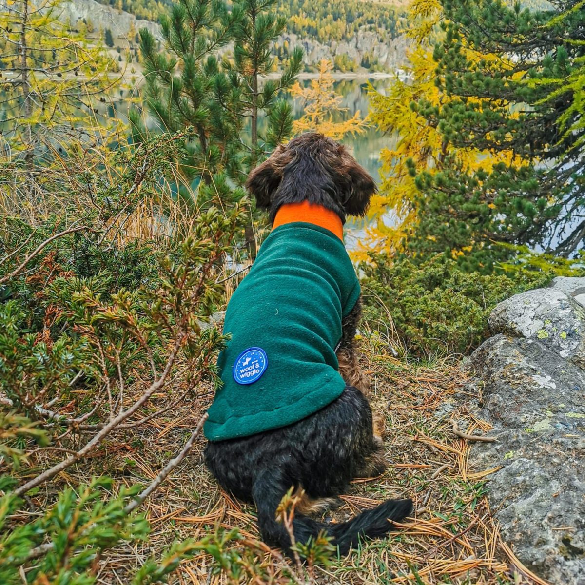 Wire-haired dachshund Fritz in a Polartec sweater @dackeline.coco