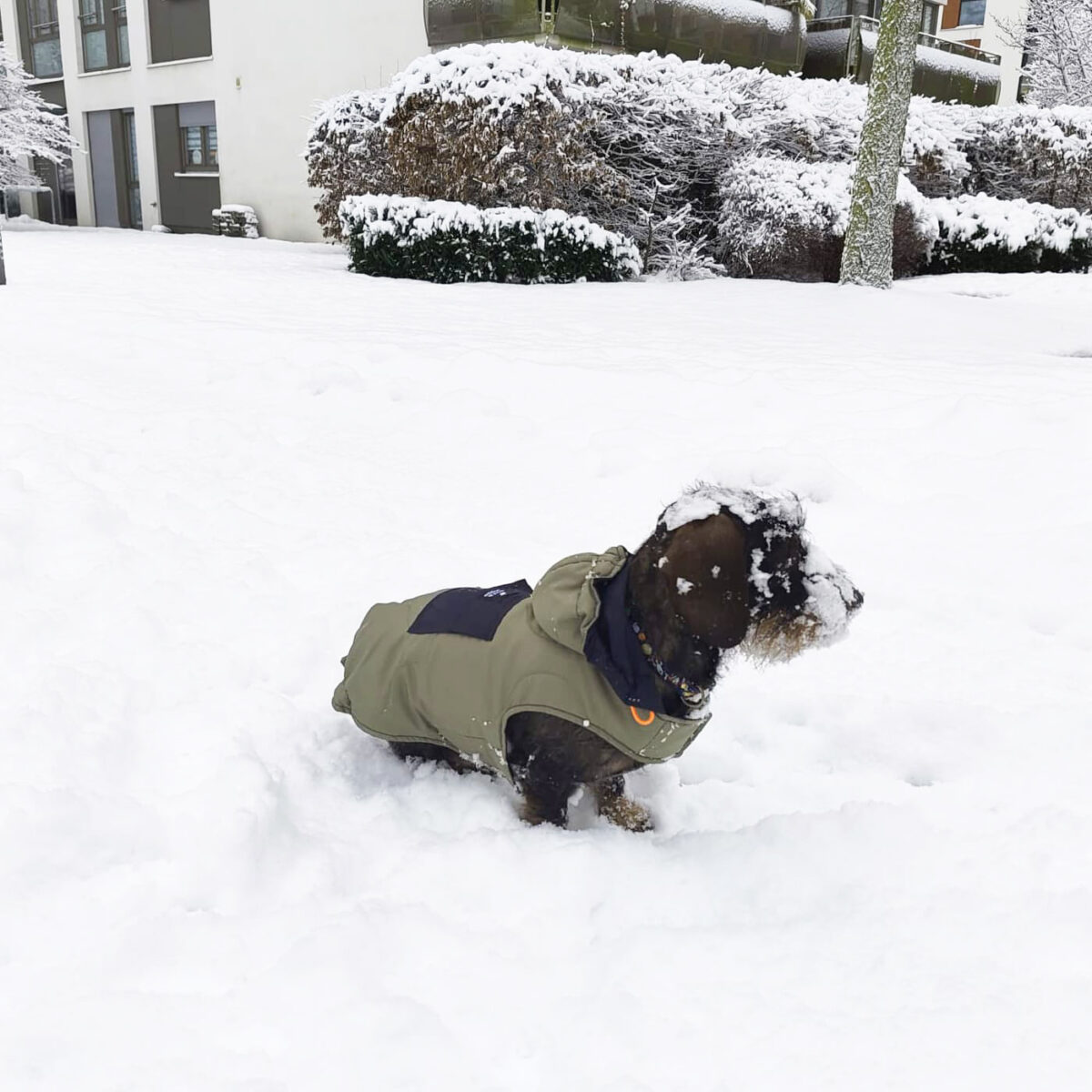 Hunde Steppmantel “Hybrid Anorak”