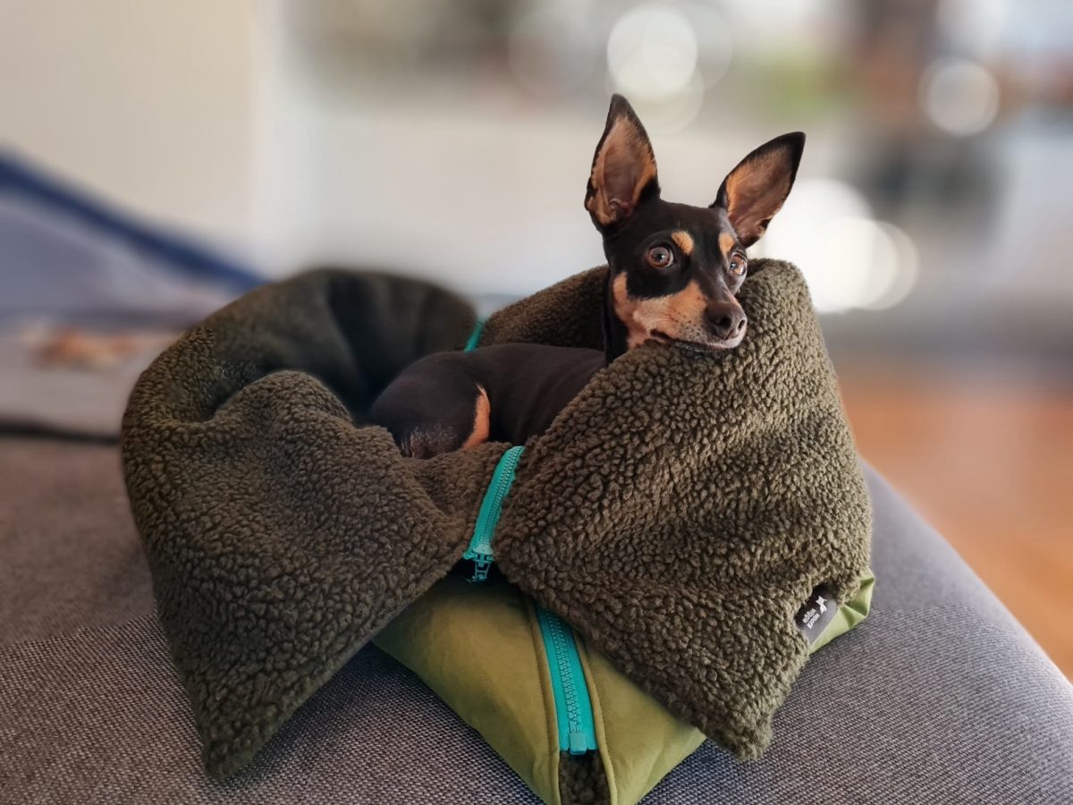 Hundeschlafsack "Wanderlust" mit Loki