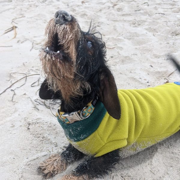 Maglione per cani realizzato su misura in pile Polartec