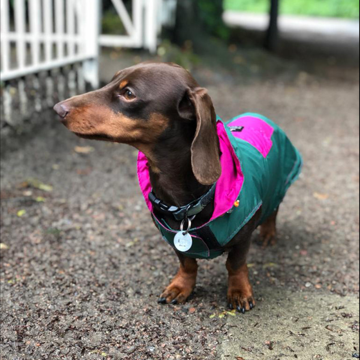 Dog raincoat in green and pink