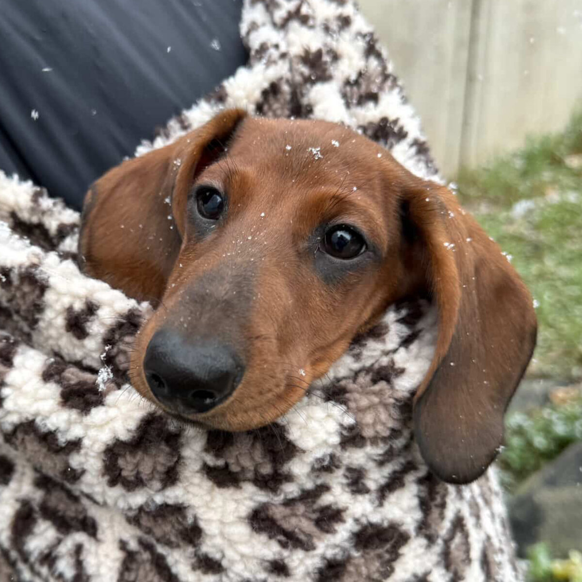 SnugPup Hundetrage Leo Shearling