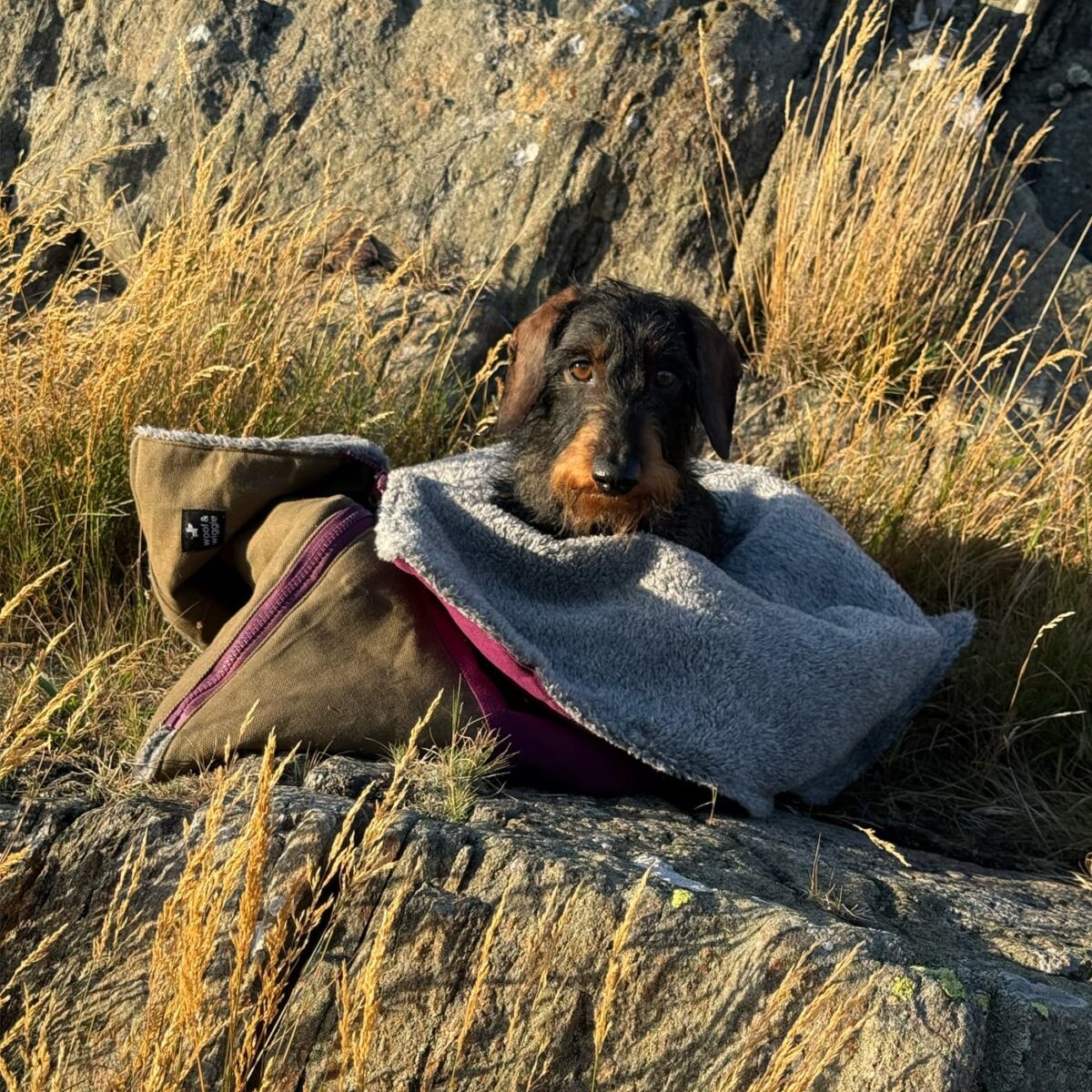 Hunde-Schlafsack Very Berry