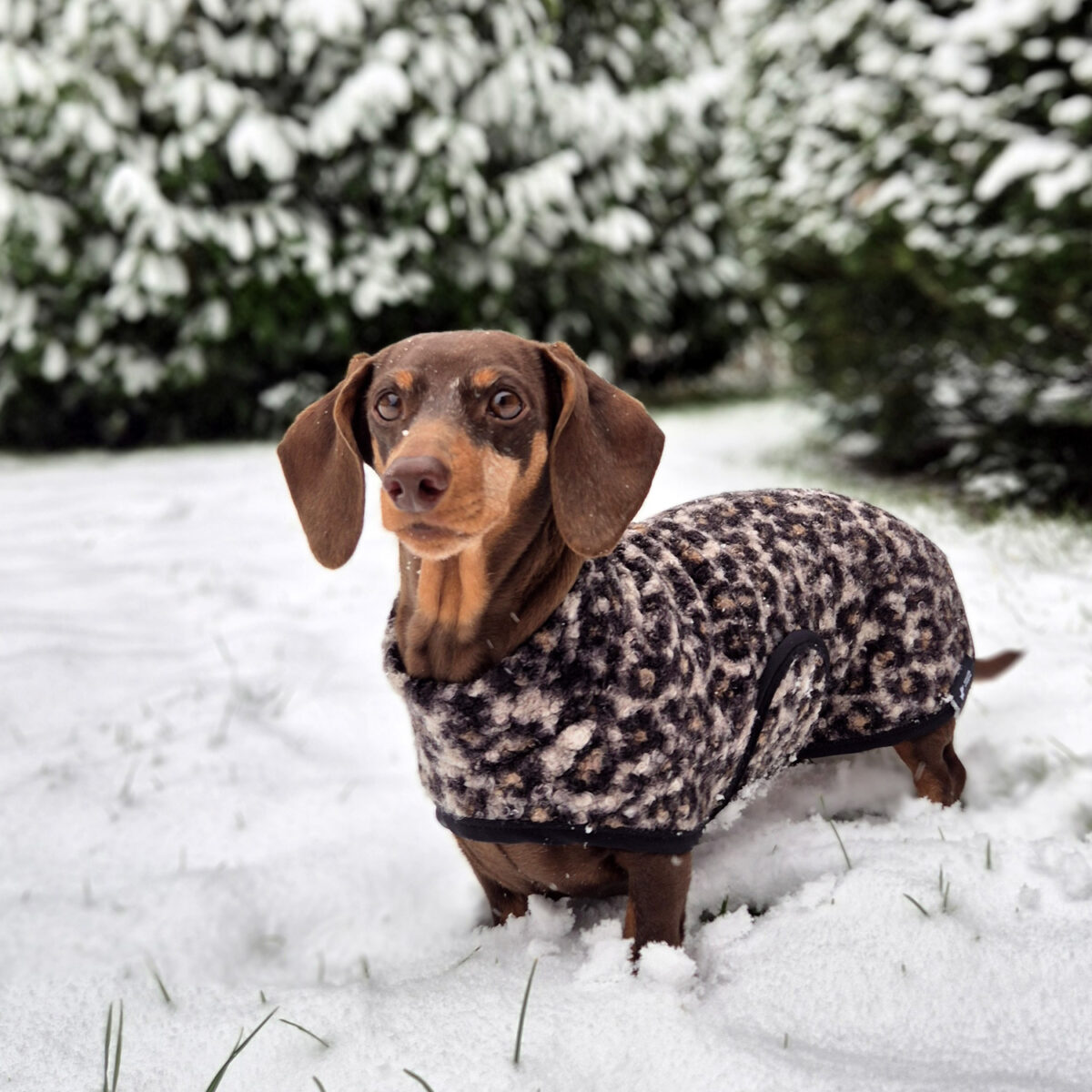 Hundemantel Wrap Leo Boucle