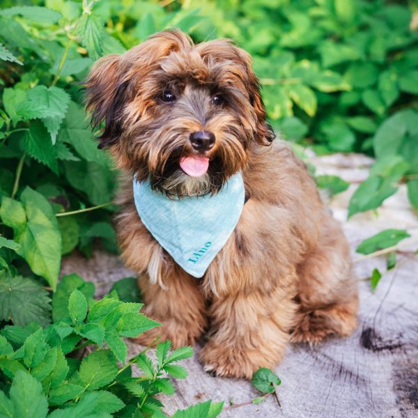 Dog bandana in gray and turquoise with an individual name stick