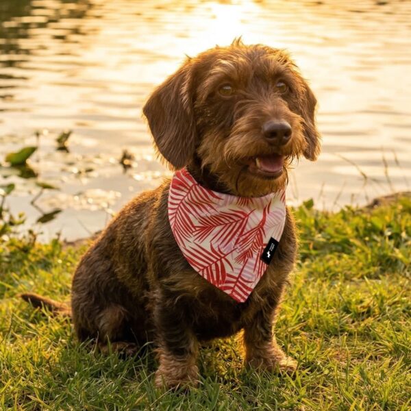 Hunde Halstuch Panama