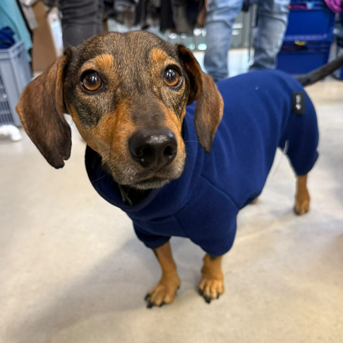 Zorro von @das.pfalzrudel im Polartec Onesie