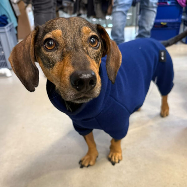 Zorro von @das.pfalzrudel im Polartec Onesie