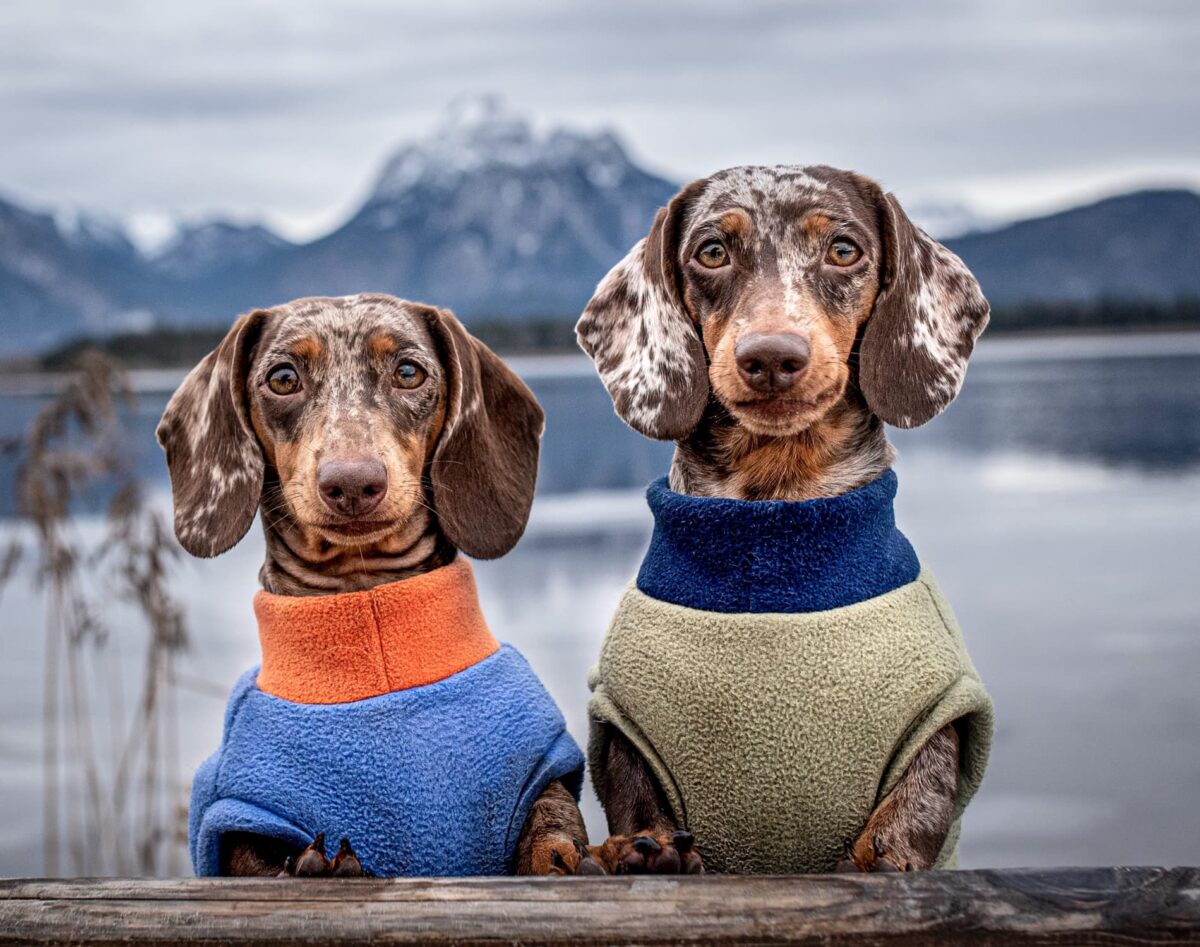Dackel Hundepullover